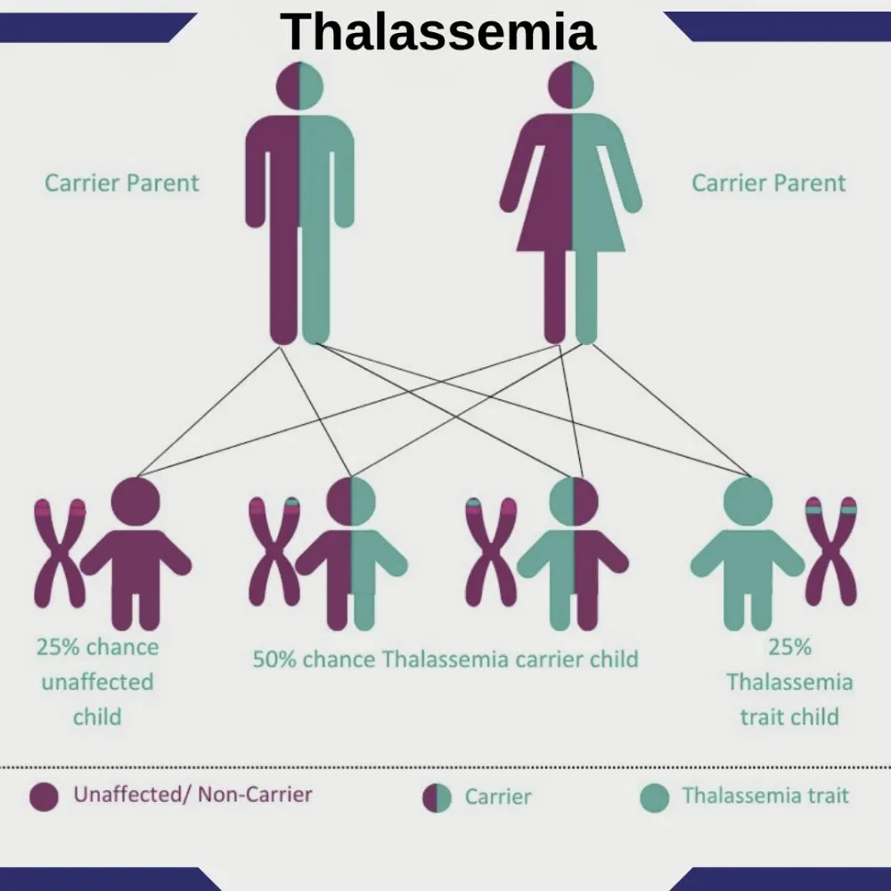 Beta thalassemia etiology
