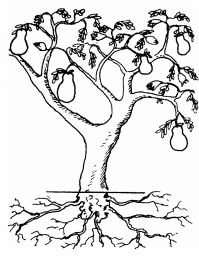 Black-and-white drawing of a pear tree with fruit and buds on its branches, a visible trunk and a spreading root system below a ground line.