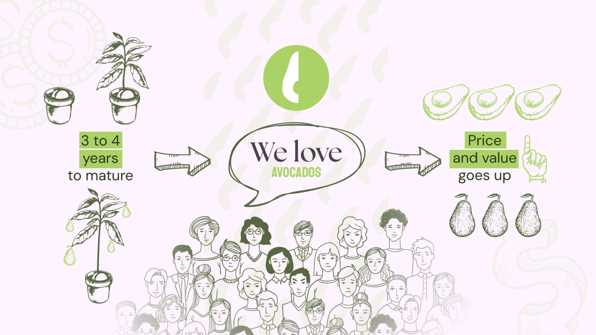 An image showing avocadoes growing on the left. There is a group of people in the middle saying they love avocadoes. On the right is a row of avocadoes with text indicating that their price and value have gone up. 