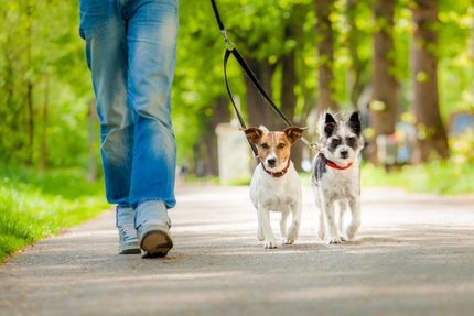 Dog Walking Dallas, TX | Society Pet Sitter, Inc.