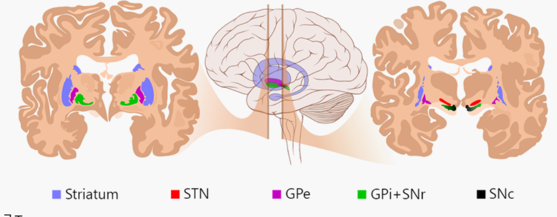 [대뇌 기저핵(Basal ganglia)] 간단히 이해하기 : 네이버 블로그