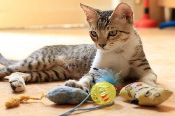 How to Make Homemade Cat Toys (Easy, Safe & Budget-Friendly Guide)