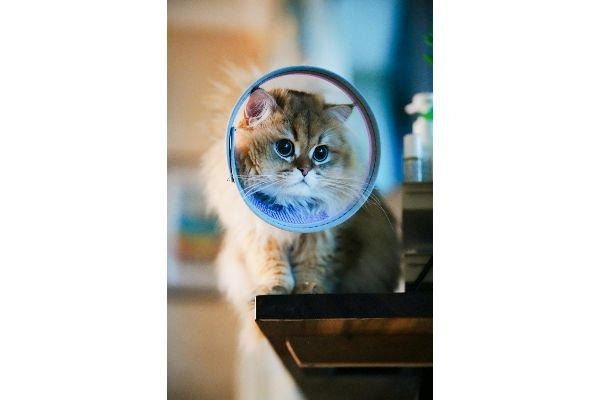 How to Make Homemade Cat Toys (Easy, Safe & Budget-Friendly Guide)