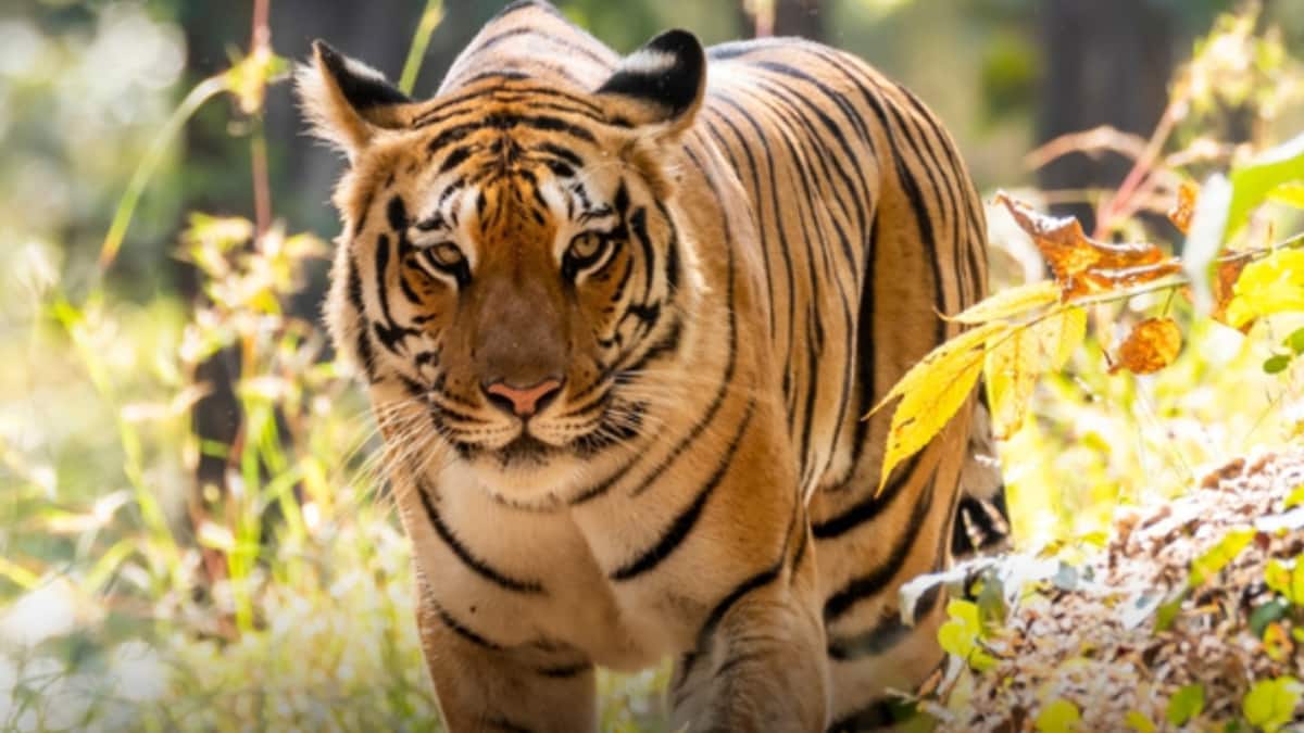 (Image Source: x/ MPIntltourism)