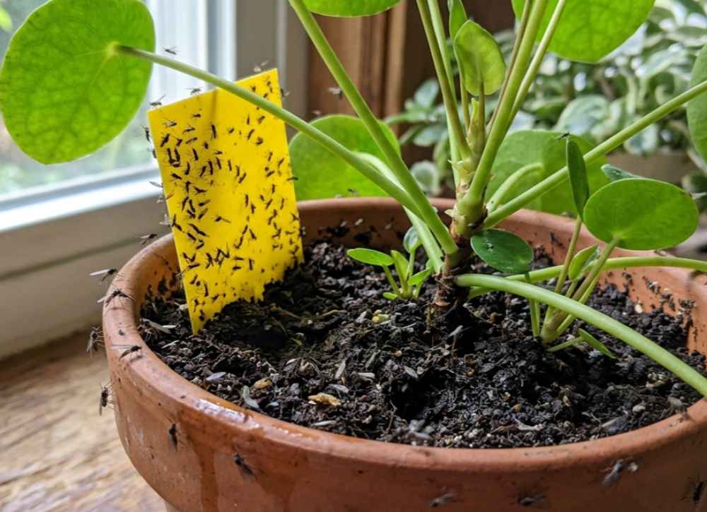 How to Keep Plants Alive_ Here are 12 Tips You Nee (12).jpeg