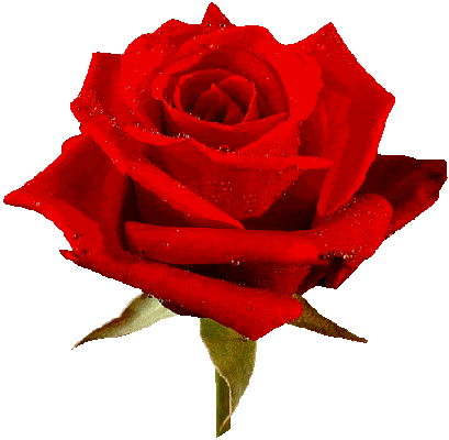 roses STICKER