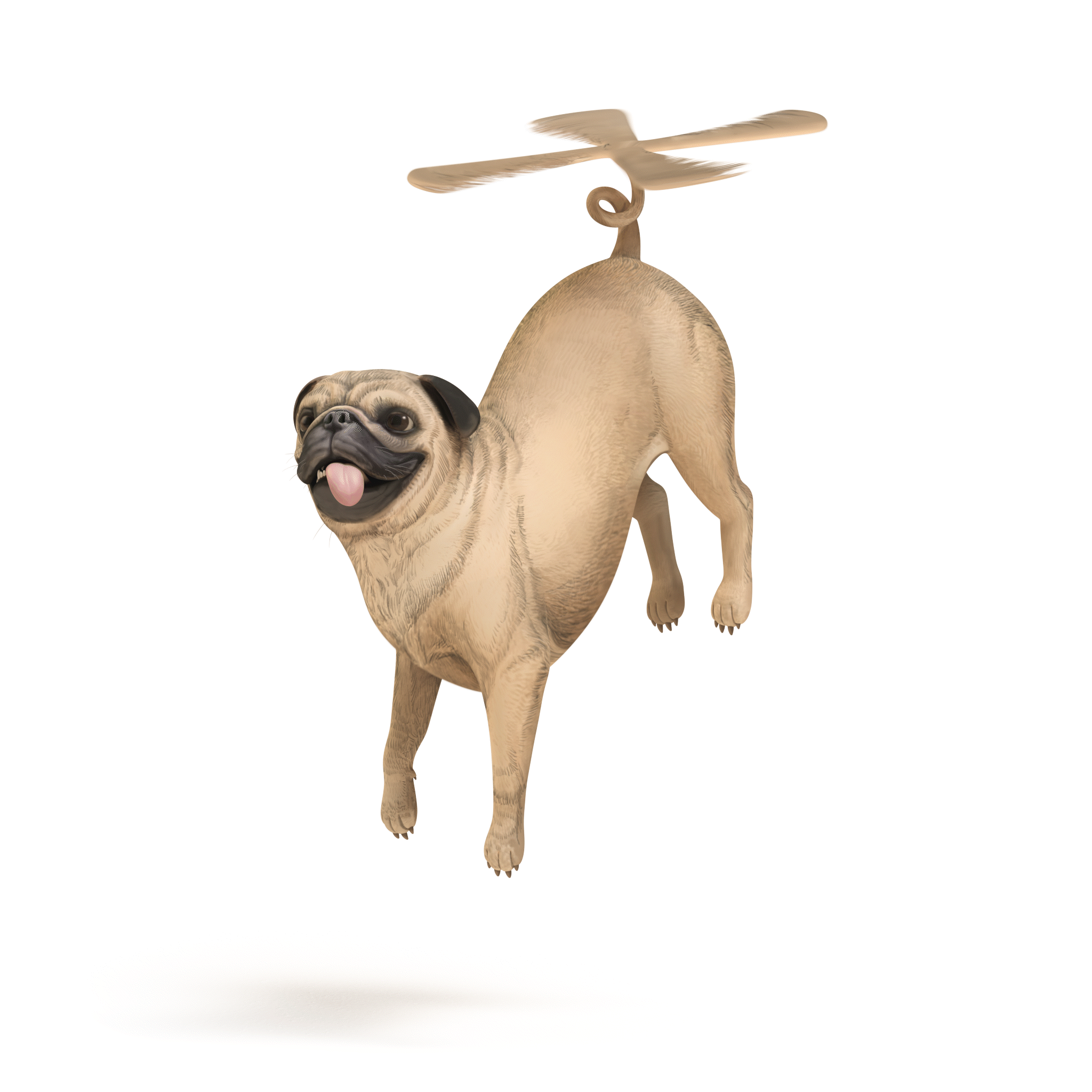 Pugasus Propellus - a flying pug; an animated image of a pug using its helicopter tail to fly