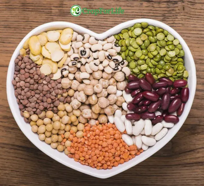 Advantages of legumes