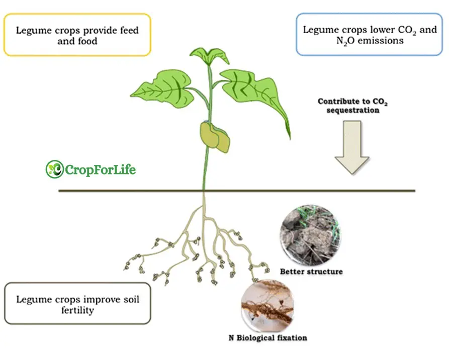 Nitrogen fixation