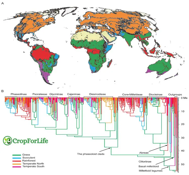 History of legumes