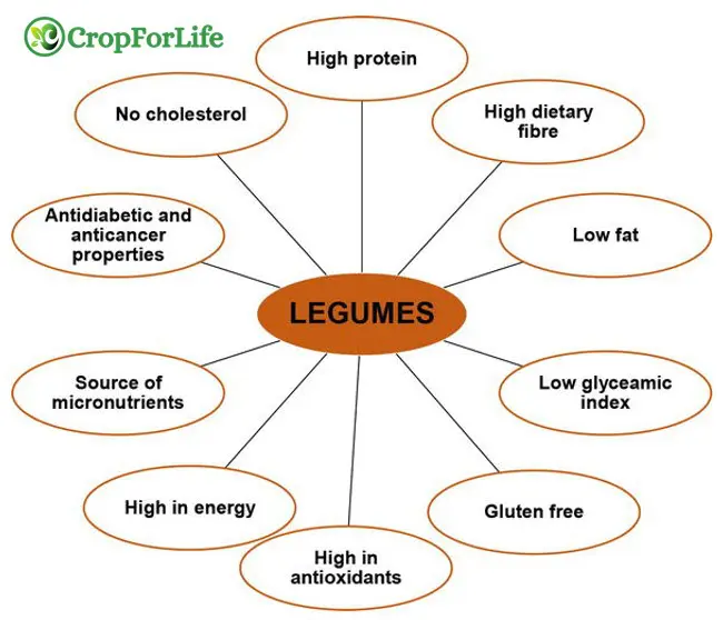 Nutritional properties of legumes