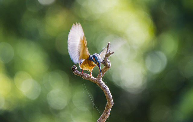 Kingfisher bird sitting in nature representing mindfulness, patience, peace, and a positive mindset.
