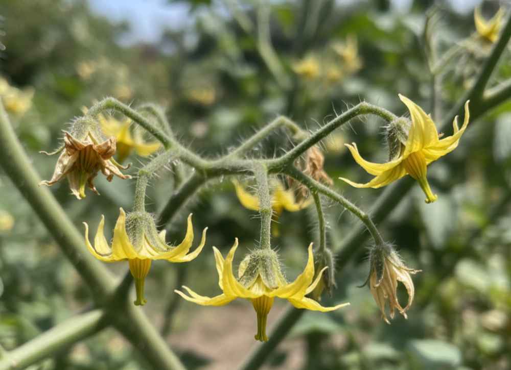 Underwatered tomato plant (3).jpeg