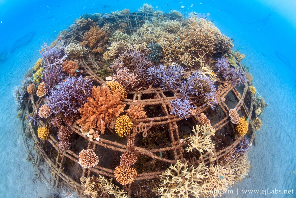 The Biorock Revolution: Restoring Coral Reefs In Pemuteran, Bali - The ...