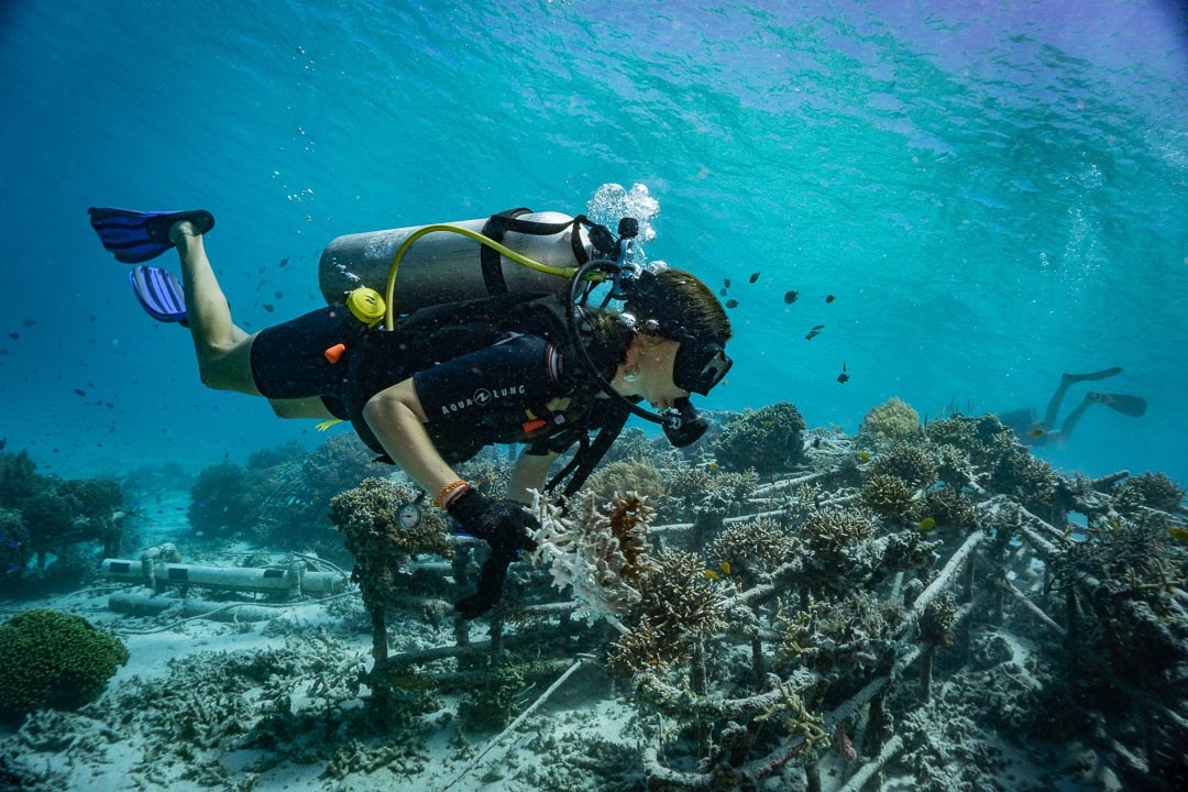 Biorock-Reef-Restoration-Course-Gili-Eco-Trust-Charlie-Luar_6.jpg