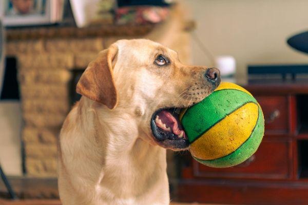Why Do Dogs Love Toys? (Complete Guide for Pet Owners)