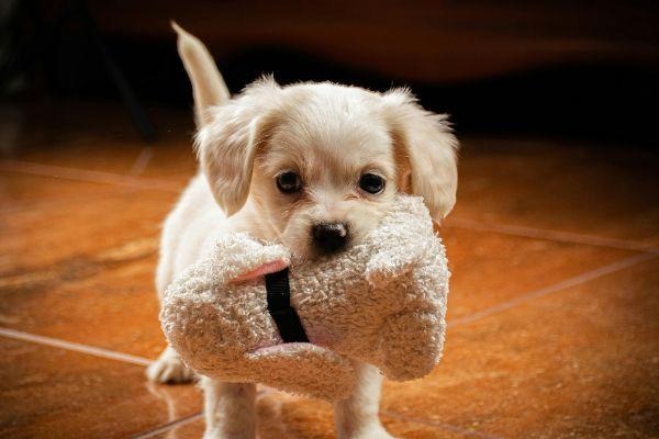 Why Do Dogs Love Toys? (Complete Guide for Pet Owners)