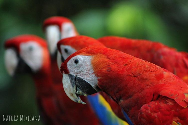 Módulo 2 Plan estratégico Natura Mexicana · Plataforma servicios sociales,  prácticas profesionales, voluntarios Natura Mexicana