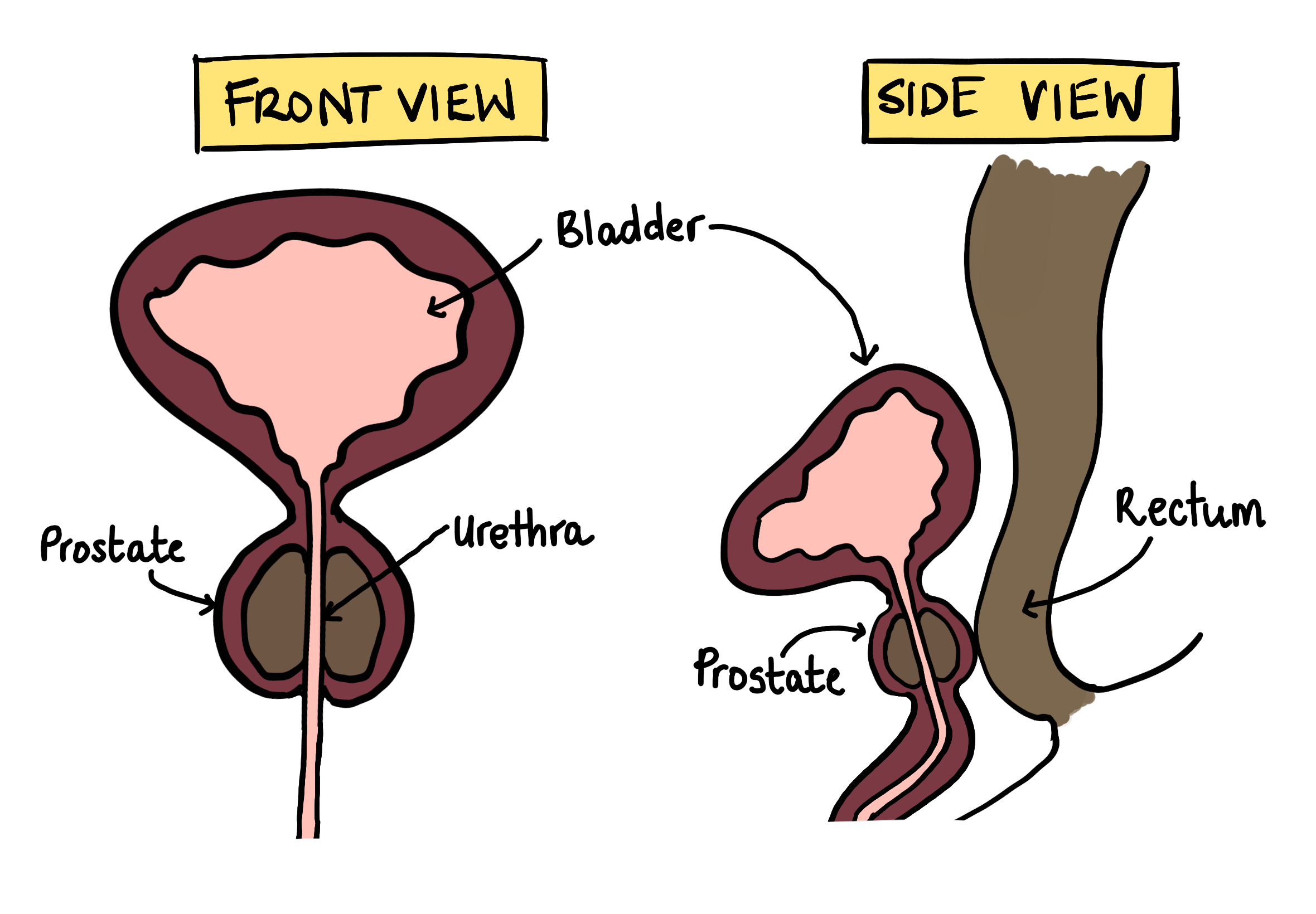 Prostate gland.png