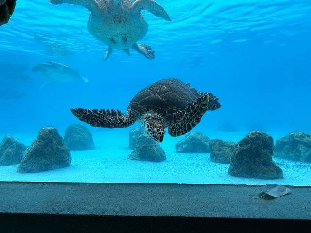 ウミガメ館