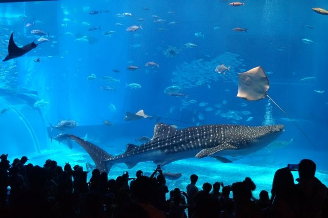 美ら海水族館