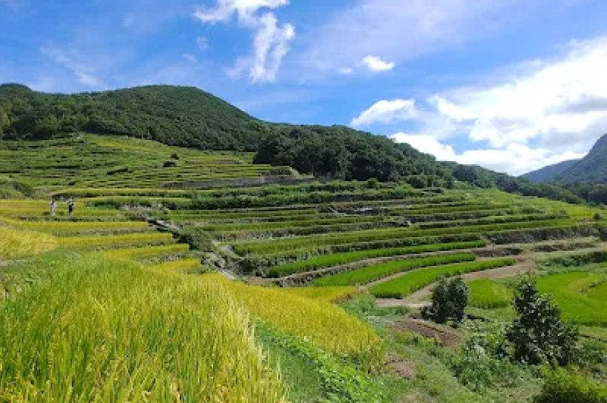 中山千枚田