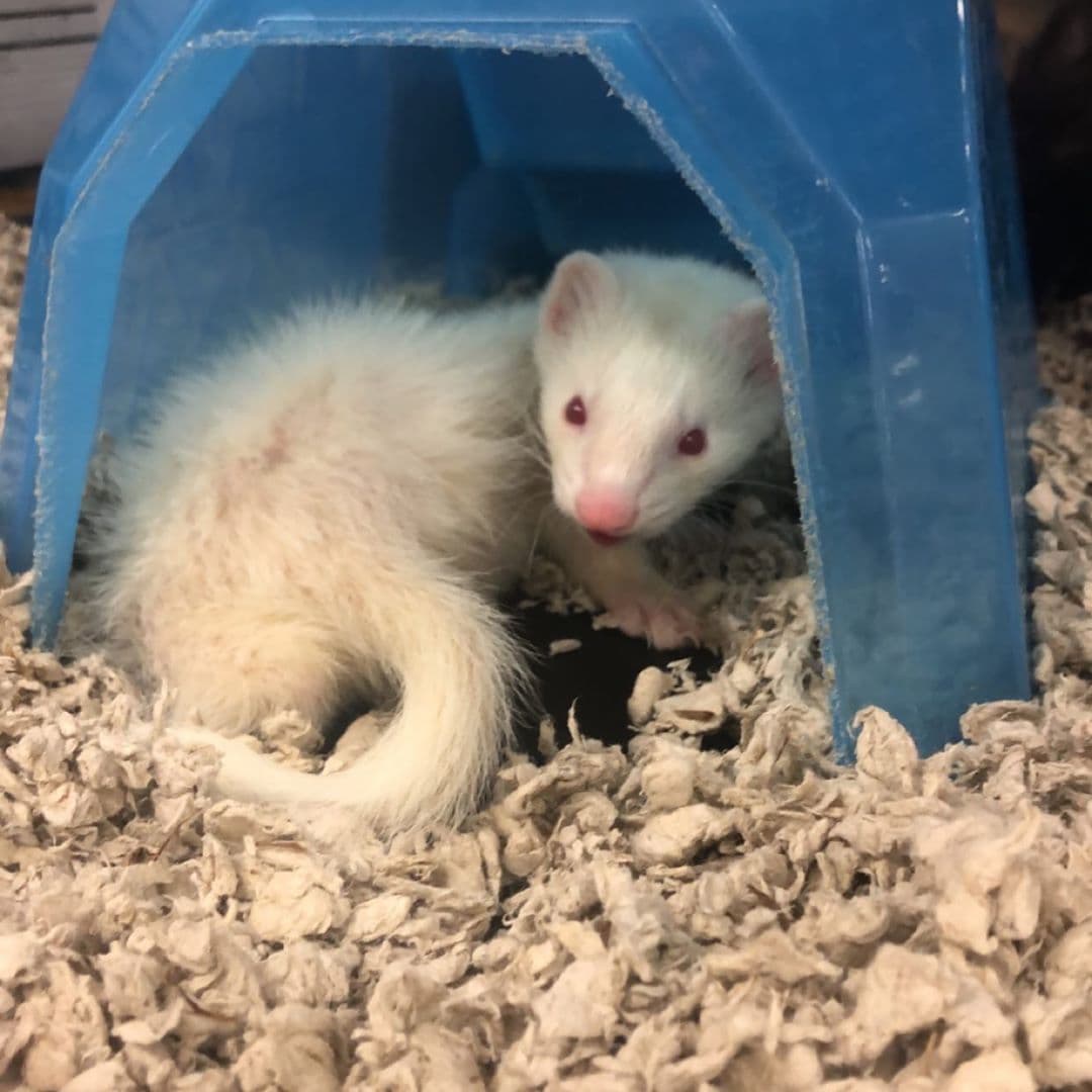 How big of a 2025 cage does a ferret need