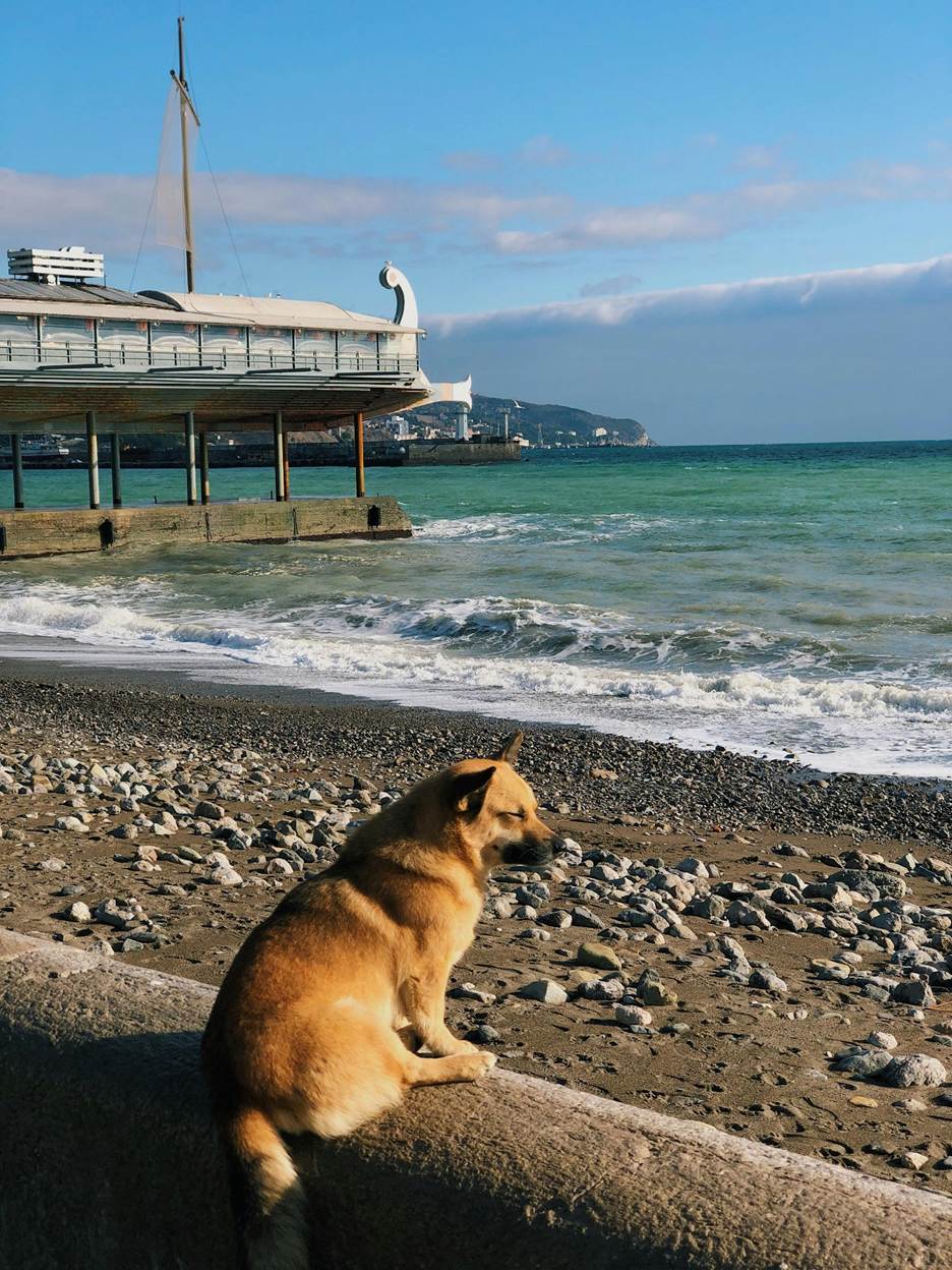 Why Do Dogs Like Stuffed Animals?