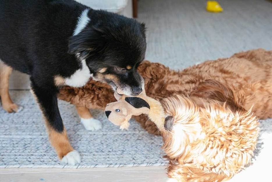 why do dogs like stuffed animals dog playing with plush toy