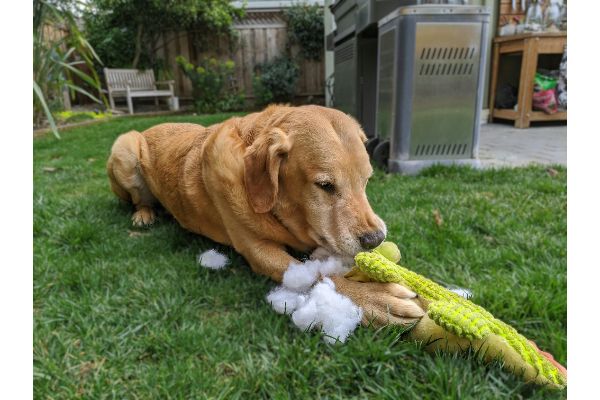 Why Do Dogs Like Stuffed Animals?