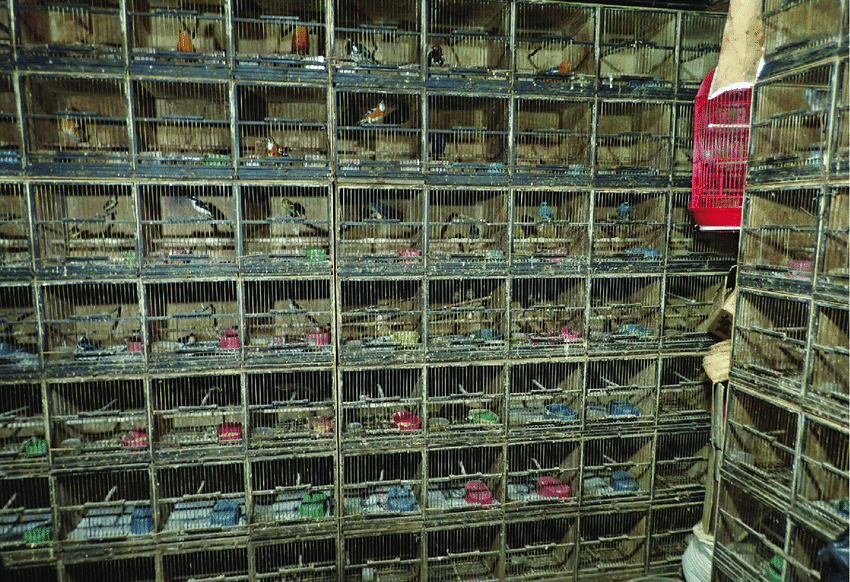 Jakartas-infamous-Pramuka-bird-market-remains-one-of-the-main-bird-trading-hubs-in.png