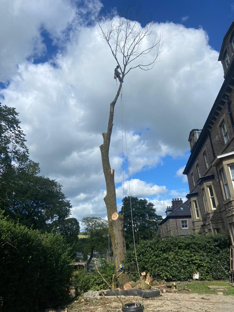 Tree-Surgeon-Manchester-Tree-Removal-768x1024.jpeg