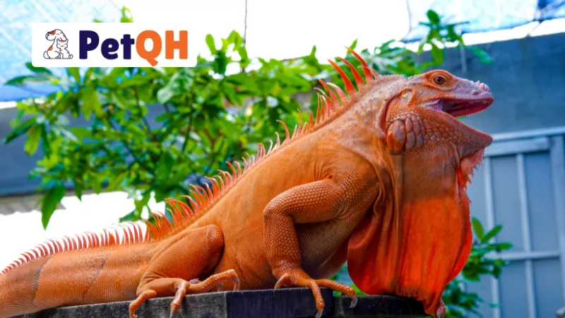 Rồng Nam Mỹ Ăn Gì? Bí Quyết Chăm Sóc Toàn Diện Cho Rồng Iguana