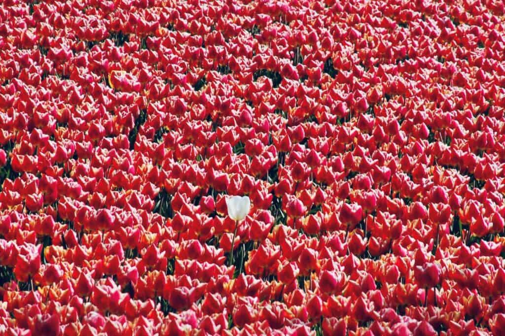 Fashion vs style: fashion can be bought by everyone, but not anyone can be stylish. In the picture, all flowers are red except one that is white. 