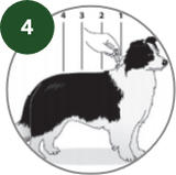 How to use Advantage?