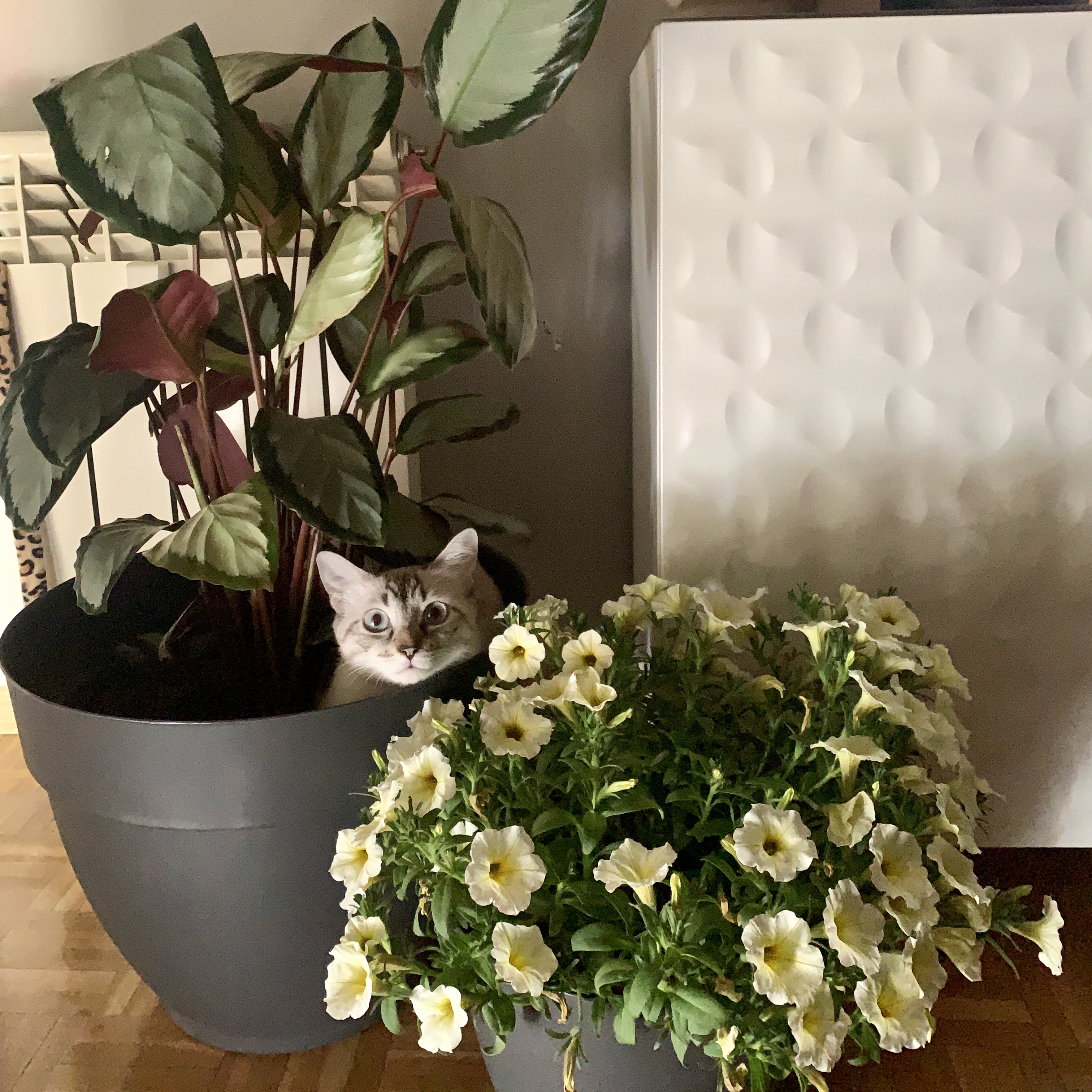Señora Yiyis, mi gata
