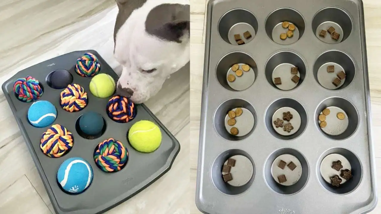 dog playing with DIY enrichment toy