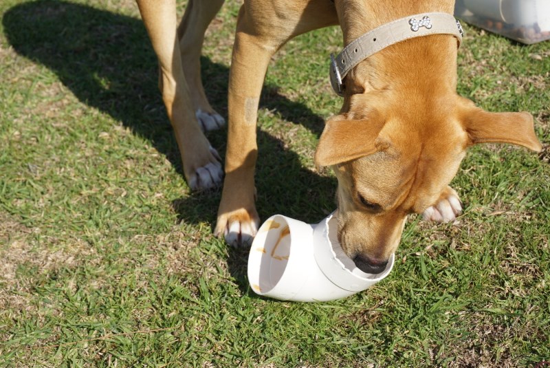 How to Make Interactive Dog Toys at Home