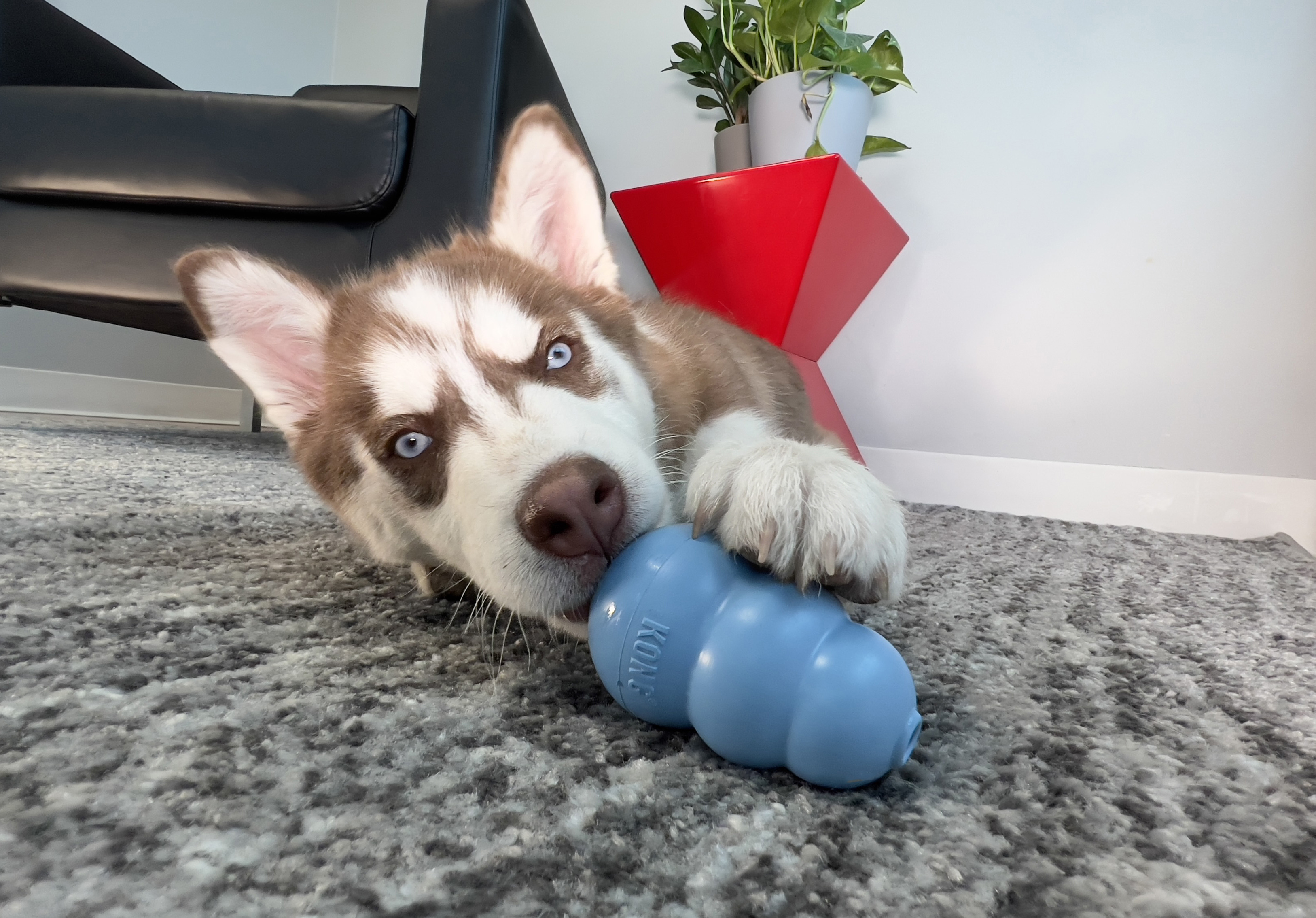 How to Make Interactive Dog Toys at Home