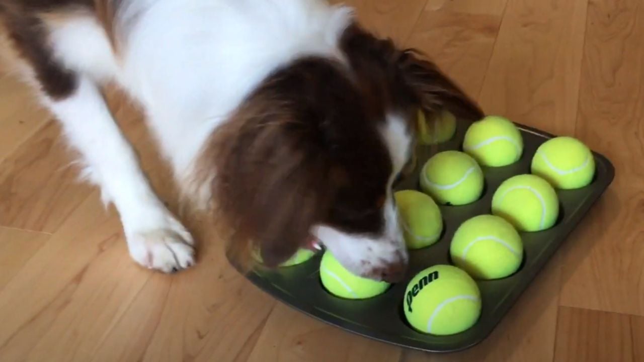 DIY dog puzzle toy with treats