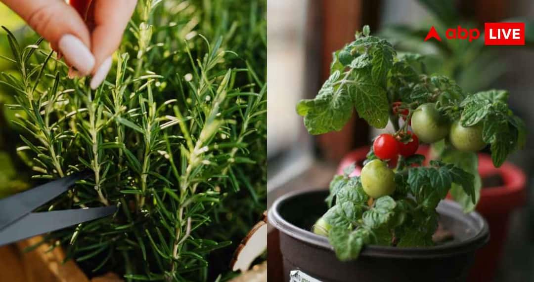 How to care for your kitchen garden in summer and what measures will keep it always green. Kitchen Garden Care Tips: How to care for your kitchen garden in summer? These measures will keep your garden always green.